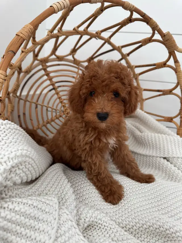 Cockapoo Puppy for Sale