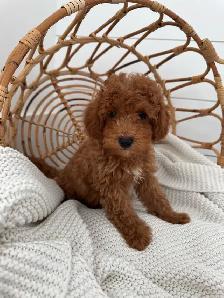 Cockapoo Puppy for Sale