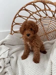 Cockapoo Puppy for Sale - Photo 2