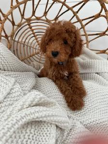Cockapoo Puppy for Sale - Photo 3