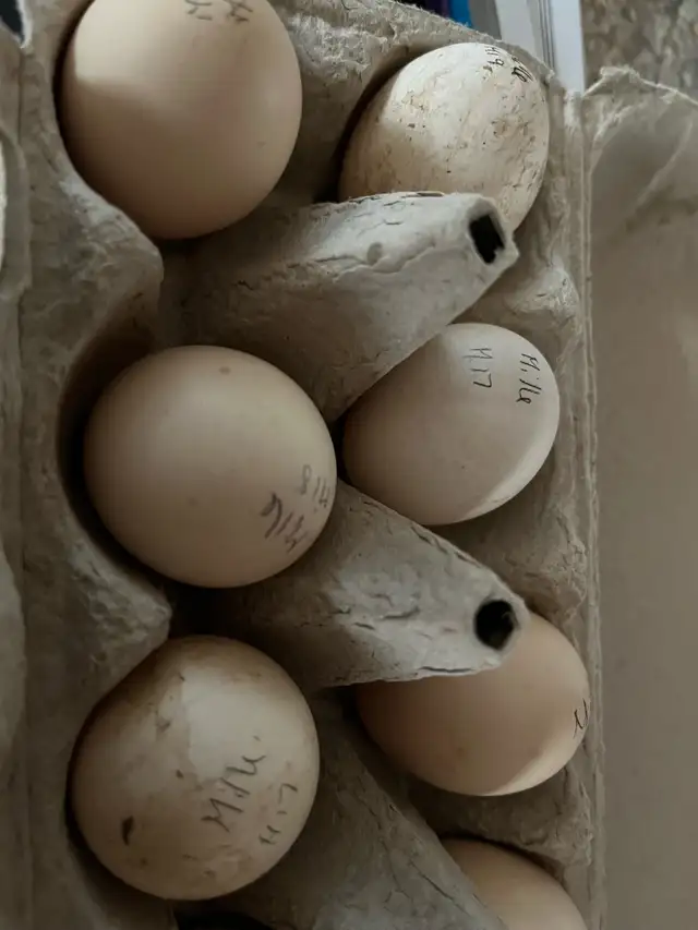 Mille Fleur D’Uccle Hatching Eggs