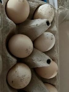 Mille Fleur D’Uccle Hatching Eggs