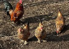 Mille Fleur D’Uccle Hatching Eggs - Photo 2