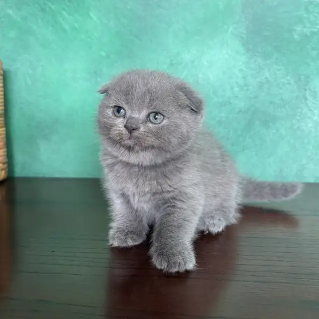 Purebred Scottish Fold and Straight Kittens