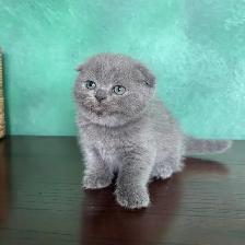 Purebred Scottish Fold and Straight Kittens