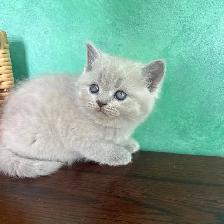 Purebred Scottish Fold and Straight Kittens - Photo 2