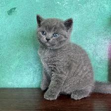 Purebred Scottish Fold and Straight Kittens - Photo 4