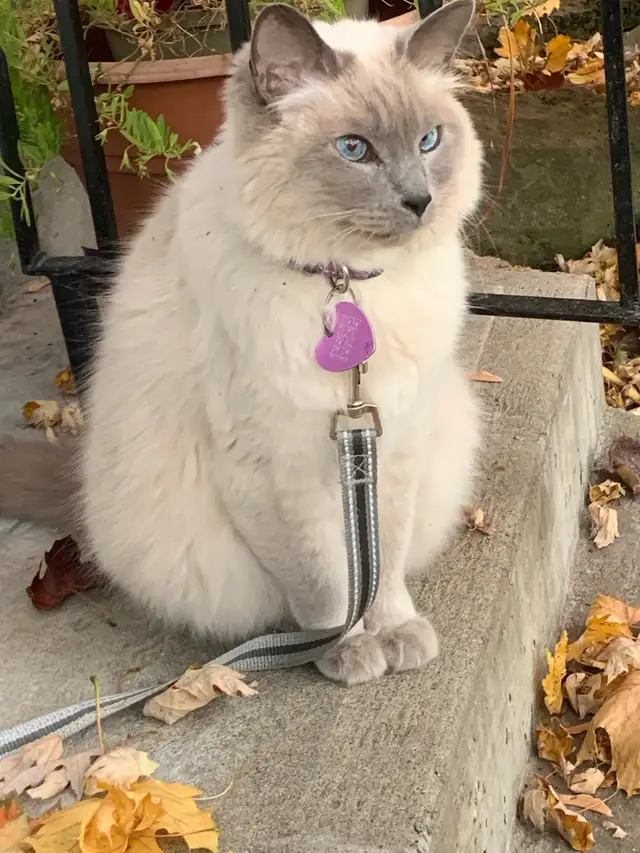 wanted Balenese ‍⬛ cat