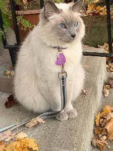 wanted Balenese ‍⬛ cat