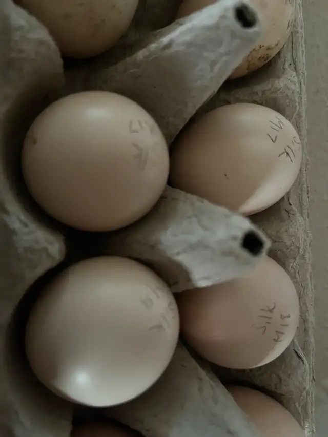 Silkie Hatching Eggs