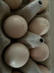 Silkie Hatching Eggs