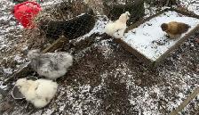 Silkie Hatching Eggs - Photo 2