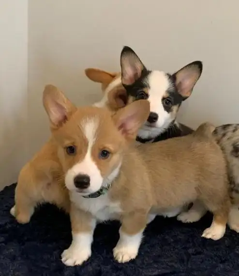 CORGI PUPPIES