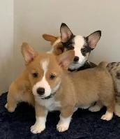 CORGI PUPPIES