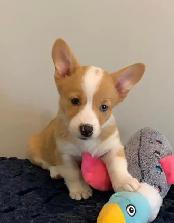 CORGI PUPPIES - Photo 2