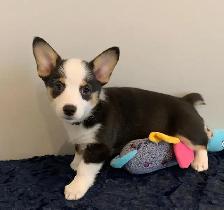 CORGI PUPPIES - Photo 3