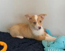 CORGI PUPPIES - Photo 4