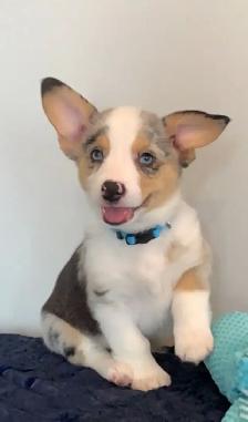 CORGI PUPPIES - Photo 5