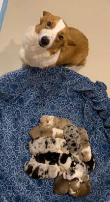 CORGI PUPPIES - Photo 6