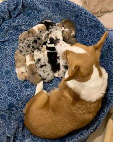 CORGI PUPPIES - Photo 7
