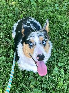 CORGI PUPPIES - Photo 8