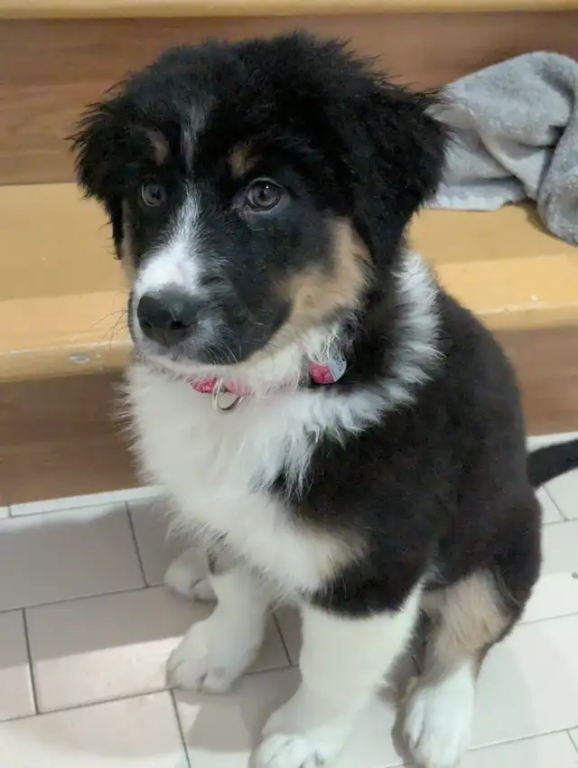 Chiot Berger Australien femelle