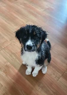 Chiot Berger Australien femelle - Photo 2