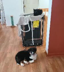 Chiot Berger Australien femelle - Photo 3