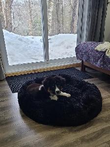 Chiot Berger Australien femelle - Photo 4