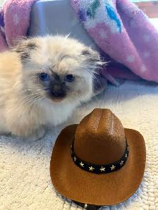 munchkin kittens - Photo 2