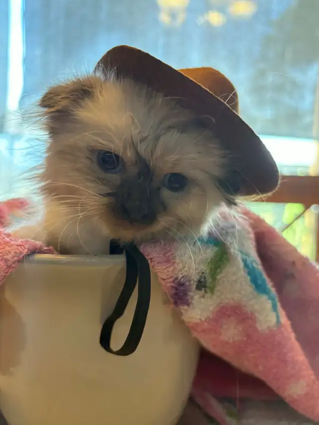 munchkin kittens - Photo 3