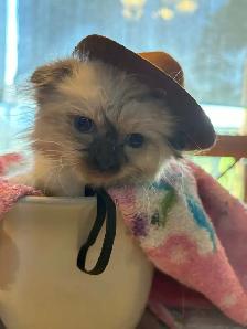 munchkin kittens - Photo 3