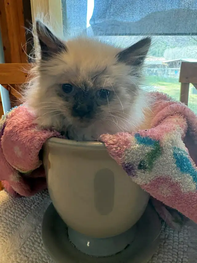 munchkin kittens - Photo 4