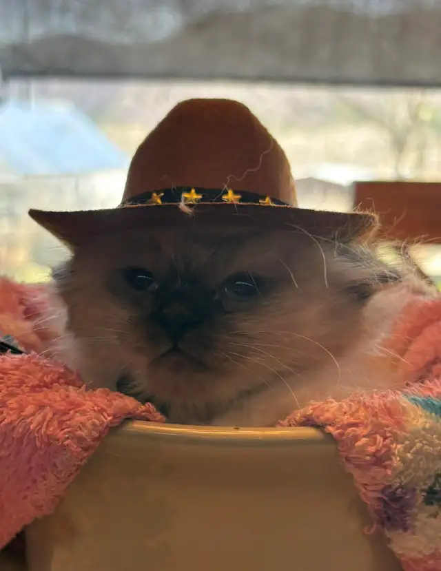 munchkin kittens - Photo 5