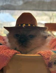 munchkin kittens - Photo 5