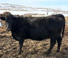 Mar/April Young Bred Cows