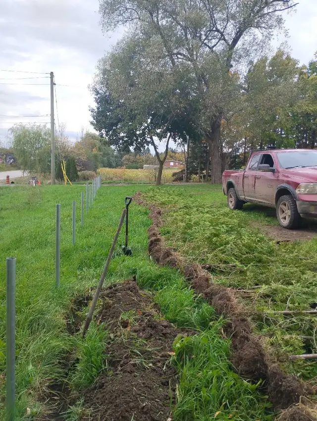 cedar tree from CEDAR GUY