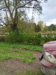 cedar tree from CEDAR GUY - Photo 2