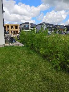 cedar tree from CEDAR GUY - Photo 3