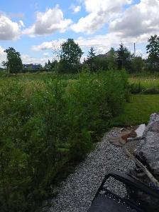 cedar tree from CEDAR GUY - Photo 5