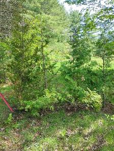 cedar tree from CEDAR GUY - Photo 6