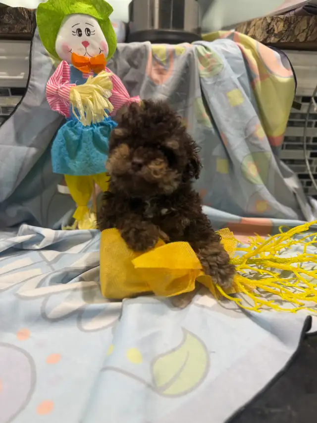 chiot caniche miniature près a partir