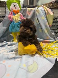 chiot caniche miniature près a partir