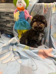 chiot caniche miniature près a partir - Photo 2