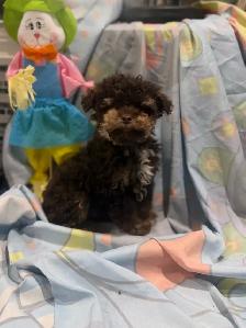 chiot caniche miniature près a partir - Photo 3