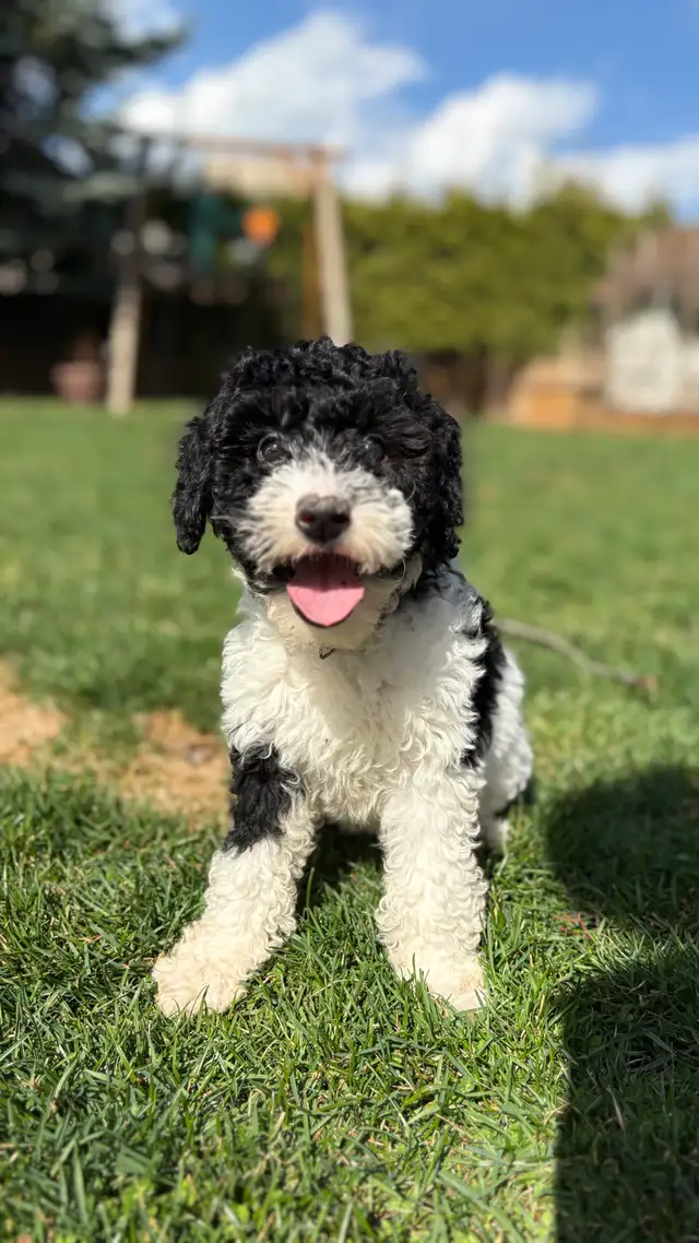 Mini Bernedoodle Girls