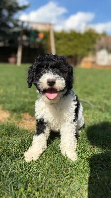 Mini Bernedoodle Girls