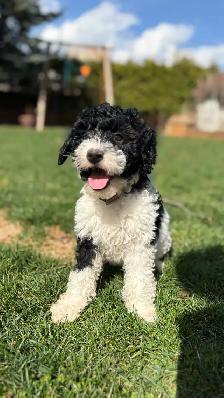 Mini Bernedoodle Girls - Photo 2