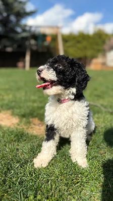 Mini Bernedoodle Girls - Photo 3