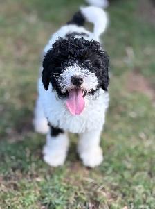 Mini Bernedoodle Girls - Photo 4
